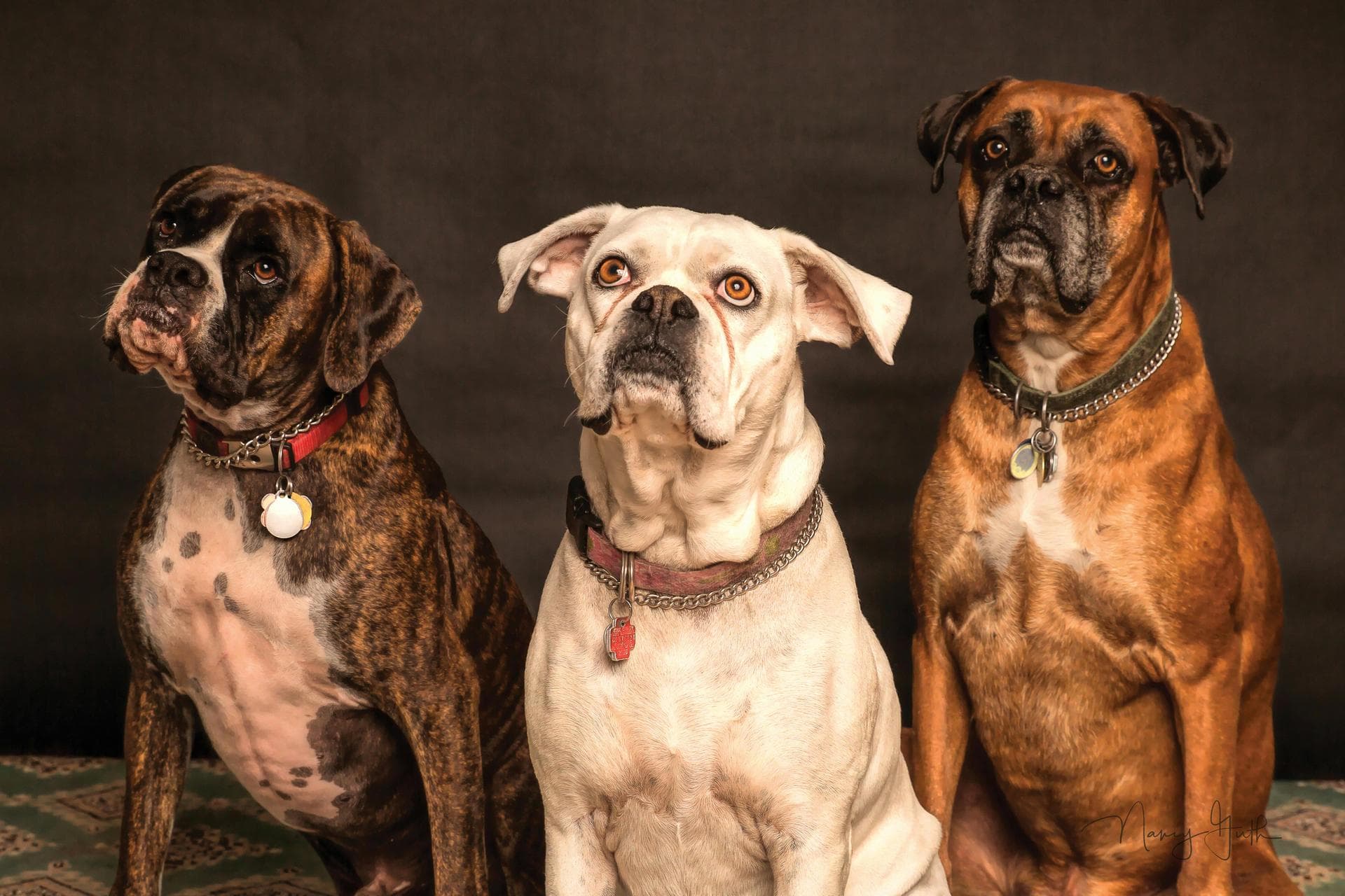 Best Vets in Milton Keynes